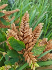 Herbs, Nudpra, scientific name Flemingia strobilifera