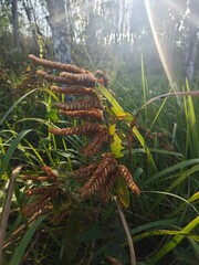 Herbs, Nudpra, scientific name Flemingia strobilifera