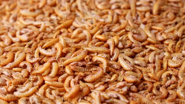 Dried Gammarus shrimp fish food falling down close up