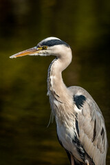 Shallow focus of a gray heron on a green blurred nature lake background
