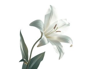 Obraz premium Elegant White Lily with Detailed Petals and Green Leaves on Transparent Backdrop