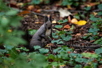 Cute fluffy squirrel looking for nuts in the forest