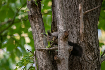 Cute fluffy squirrel on a tree trunk