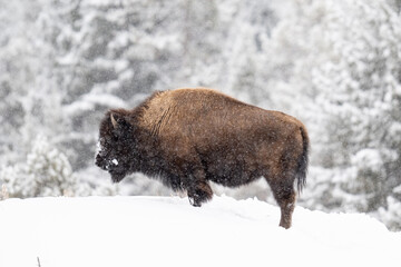 American Bison in heavy snow and severe winter conditions
