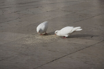 Two white doves pecking at food on the ground. Birds, urban wildlife, and a simple scene.