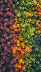 Aerial view displays trees with autumn foliage of varying colors