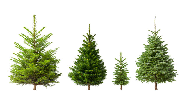 Verdant fir trees of different heights towering against clean white backdrop, showcasing winter forest's natural diversity and seasonal charm