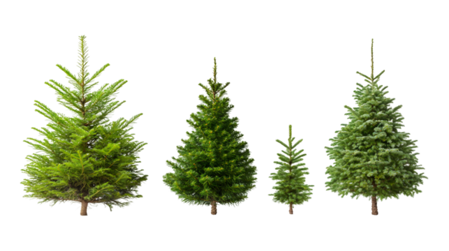 Verdant fir trees of different heights towering against clean white backdrop, showcasing winter forest's natural diversity and seasonal charm