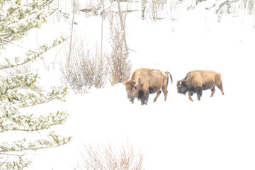 American Bison in heavy snow and severe winter conditions
