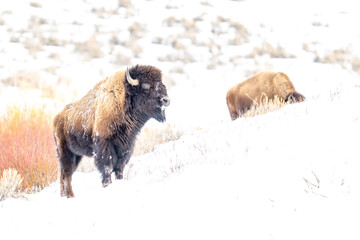 American Bison in heavy snow and severe winter conditions
