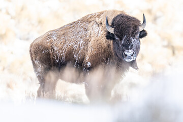 American Bison in heavy snow and severe winter conditions
