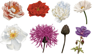 watercolor flower illustration bud isolated on white