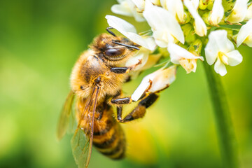 Bee collecting nectar and pollinating a flower. The most important insect in the ecosystem.. Bee on a flower
