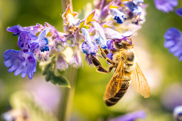 Bee collecting nectar and pollinating a flower. The most important insect in the ecosystem.. Bee on a flower