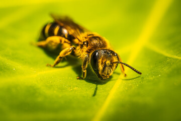 Bee on green leaf. The most important insect in the ecosystem.. 