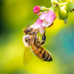 Bee collecting nectar and pollinating a flower. The most important insect in the ecosystem.. Bee on a flower