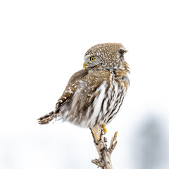 Northern Pygmy Owl on a close perch