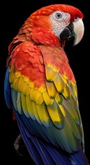 Obraz premium Scarlet Macaw Portrait with Vibrant Feathers on Black Background
