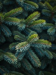 Closeup fir tree branches, forest, vibrant greens