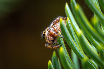Jumping spider, a cute little spider with big eyes. Adorable little spider