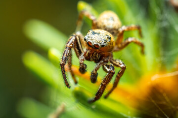 Jumping spider, a cute little spider with big eyes. Adorable little spider