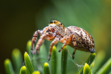 Jumping spider, a cute little spider with big eyes. Adorable little spider