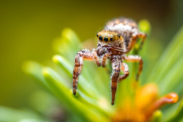 Jumping spider, a cute little spider with big eyes. Adorable little spider