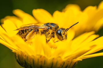 Bee collecting nectar and pollinating a flower. The most important insect in the ecosystem.. Bee on a flower