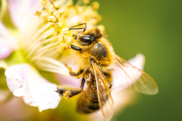 Bee collecting nectar and pollinating a flower. The most important insect in the ecosystem.. Bee on a flower
