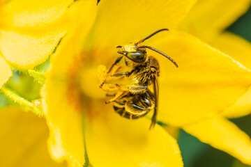 Bee collecting nectar and pollinating a flower. The most important insect in the ecosystem.. Bee on a flower