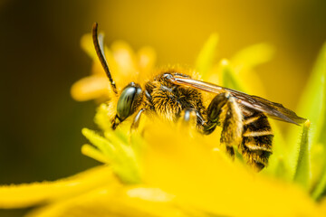 Bee collecting nectar and pollinating a flower. The most important insect in the ecosystem.. Bee on a flower