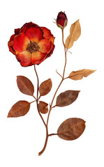 PNG Roses flower leaves leaf.