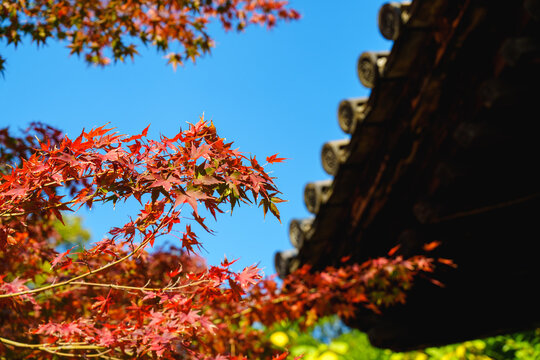 Red maple leaves and traditional Japanese temple eaves in sunlight
