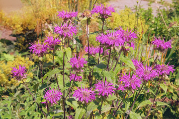 Obraz premium Monarda is cultivated as an ornamental plant. Violet flowers in meadow. Grows well in sunny and shaded areas. Honey-bearing and essential oil plant.