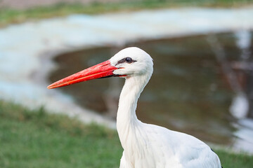 White stork standing near a calm pond under natural sunlight in a serene environment