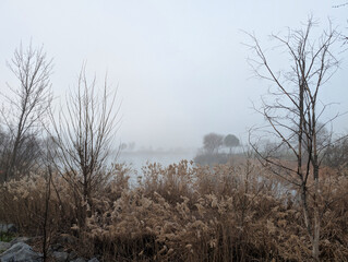 landscape, view, nature, park, fog, morning, plants, trees, gras
