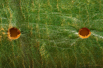 Macro image of a green leather belt