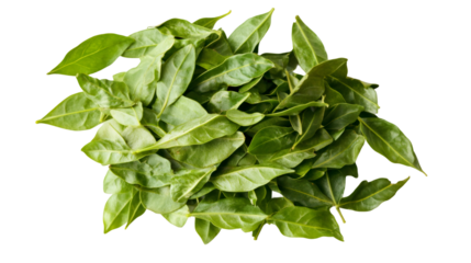 Group of green leaves forming a pile, isolated on transparent background, ideal for healthy food and organic lifestyle concepts