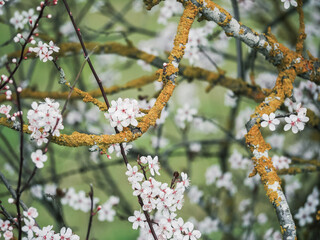 Naklejka premium Blossoming cherry trees with vibrant lichen-covered branches in springtime
