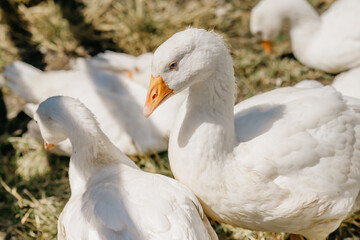  A serene rural scene featuring white ducks resting and drinking by a natural pond, geese, farm life