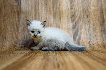 himalayan kitten with blue eyes play with toys