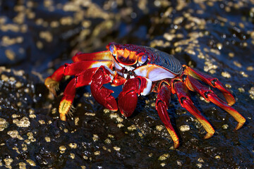 Intensiv gefärbte, erwachsene Rote Felsenkrabbe (Grapsus adscensionis) auf nassem Fels mit Seepocken - Lanzarote, Kanarische Inseln