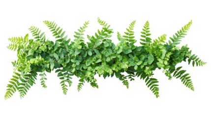 Green fern fronds creating elegant natural border, transparently layered for botanical graphic design element