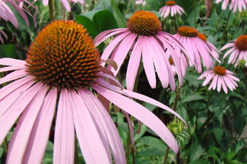 pink daisy flower