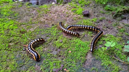 Millipedes with yellow markings crawling on a green mossy background, showing their natural behavior and unique appearance