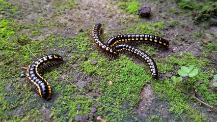 Millipedes with yellow markings crawling on a green mossy background, showing their natural behavior and unique appearance
