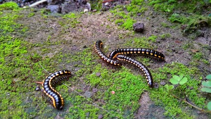 Millipedes with yellow markings crawling on a green mossy background, showing their natural...