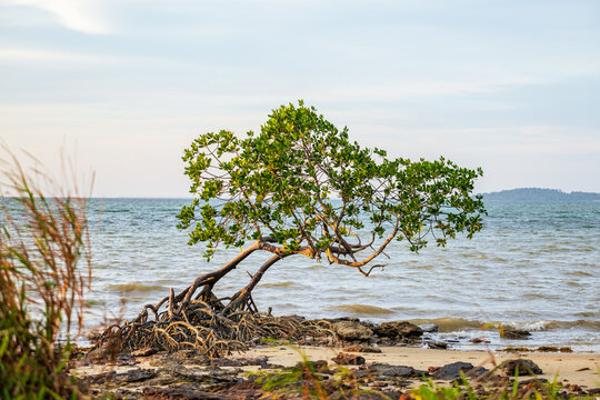 lonely mangrove tree at beach