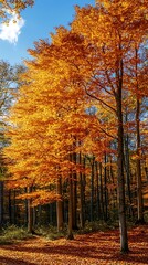 Fototapeta premium Autumn forest trees vibrant colors