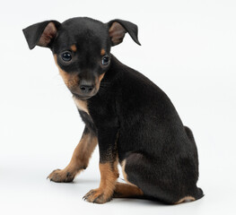 Small little puppy dog